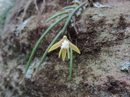 Image de Dendrobium striolatum Rchb. fil.