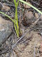 Image of Moraea inconspicua subsp. inconspicua