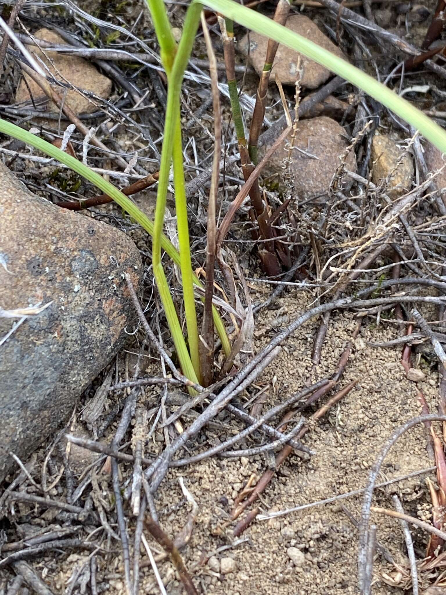 Image of Moraea inconspicua subsp. inconspicua