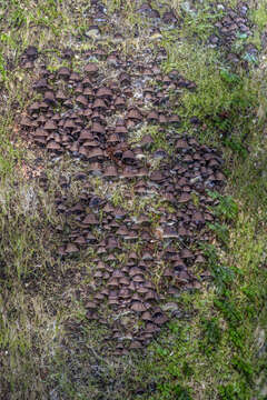 Resupinatus merulioides Redhead & Nagas. 1987 resmi