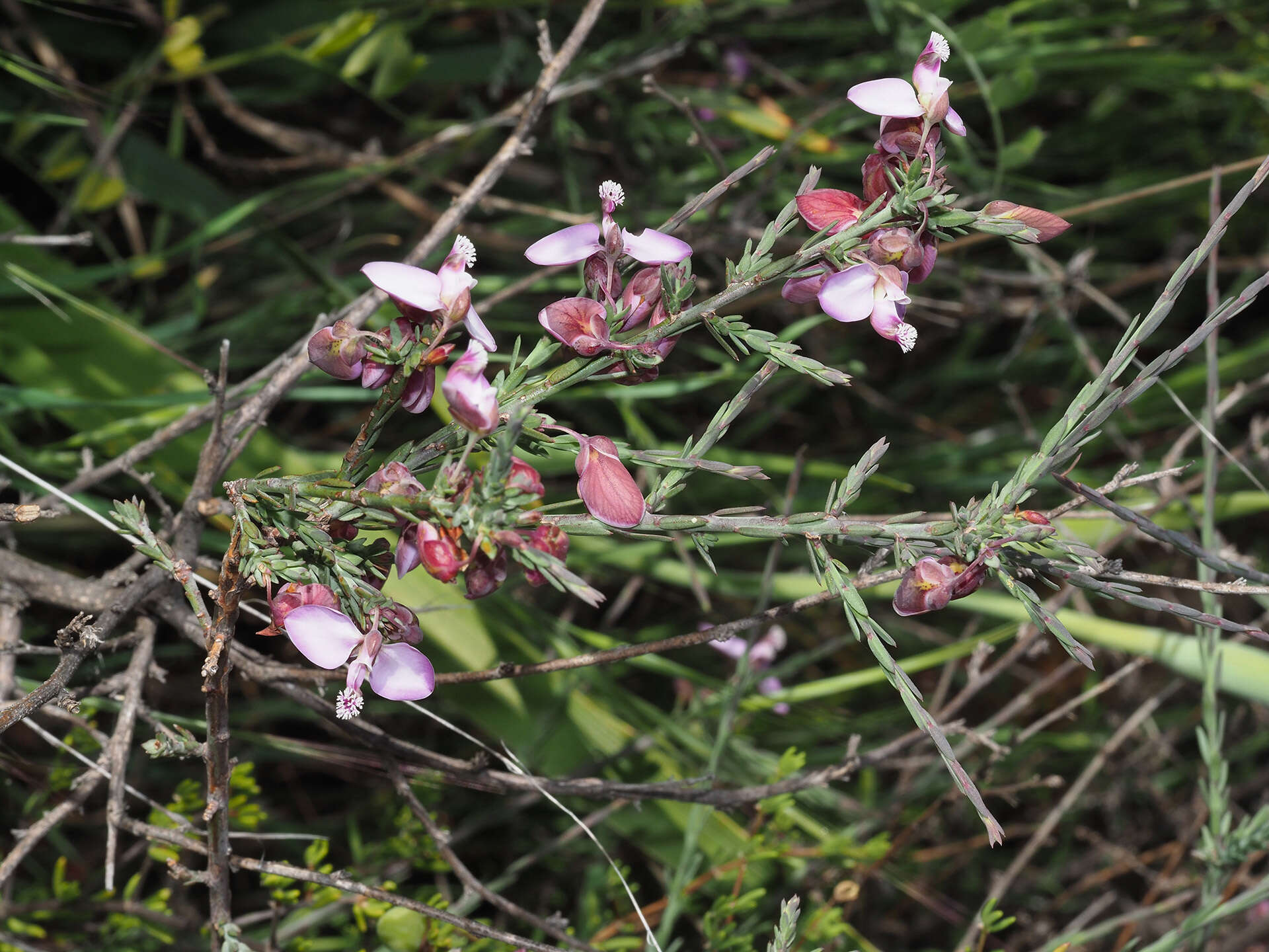 Image of Polygala microlopha var. microlopha