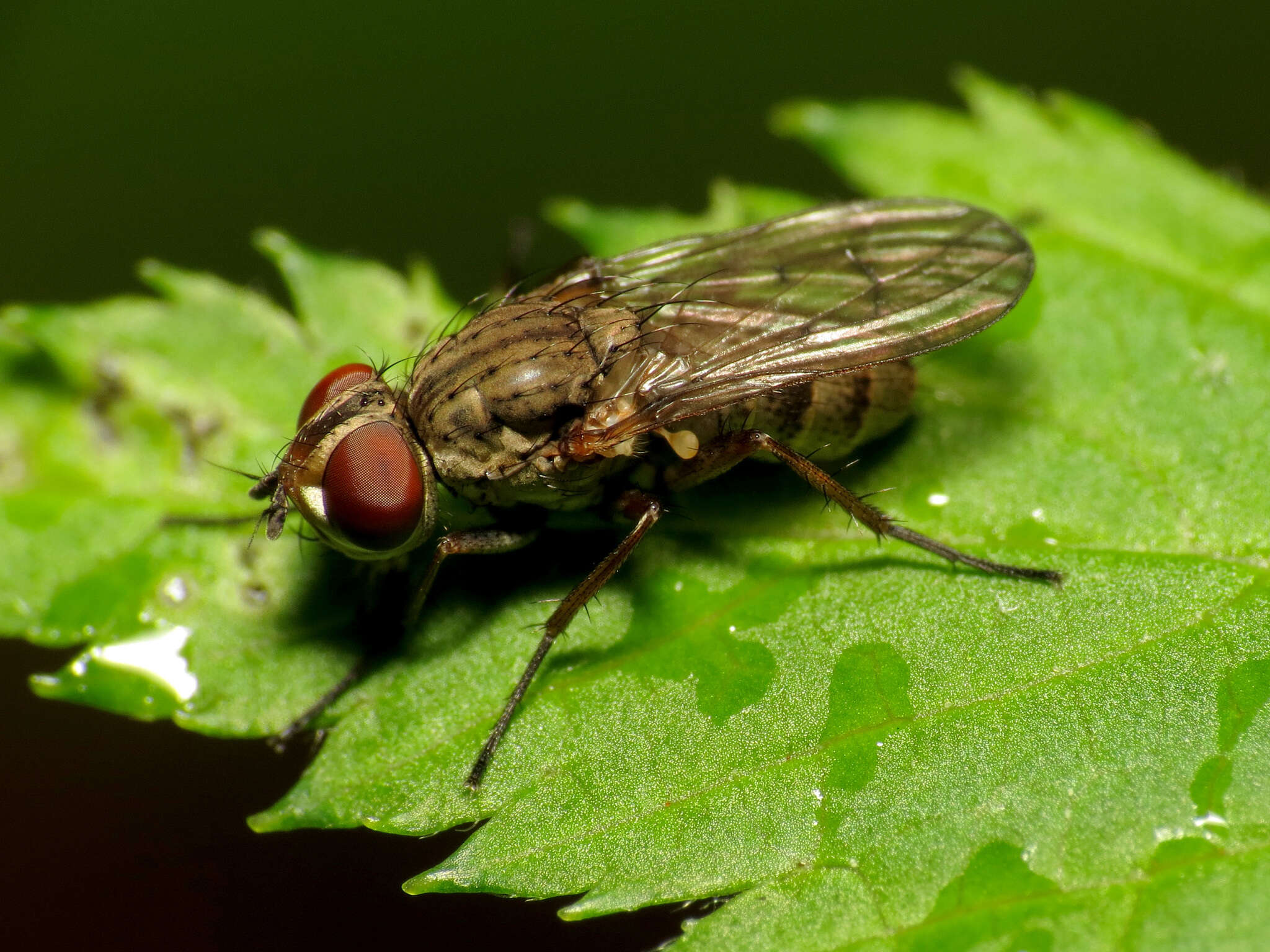 Sivun Leucophora johnsoni (Stein 1898) kuva