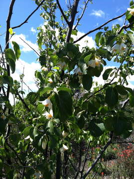 Plancia ëd Styrax redivivus (Torr.) Wheeler