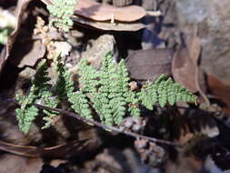 Image of beaded lipfern