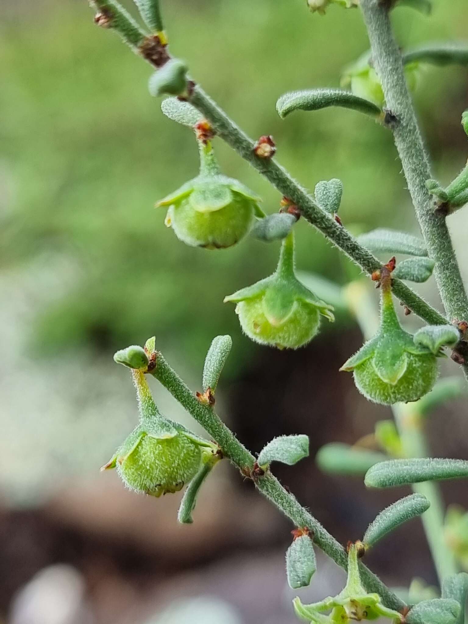 Image de Phyllanthus occidentalis J. T. Hunter & J. J. Bruhl