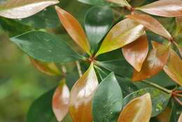 Image of Ternstroemia gymnanthera (Wight & Arn.) Sprague