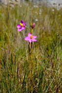 Image of Chironia jasminoides L.