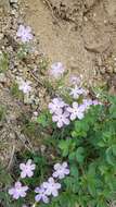 Imagem de Phlox sibirica L.