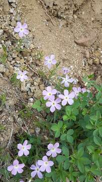 Image of Siberian phlox