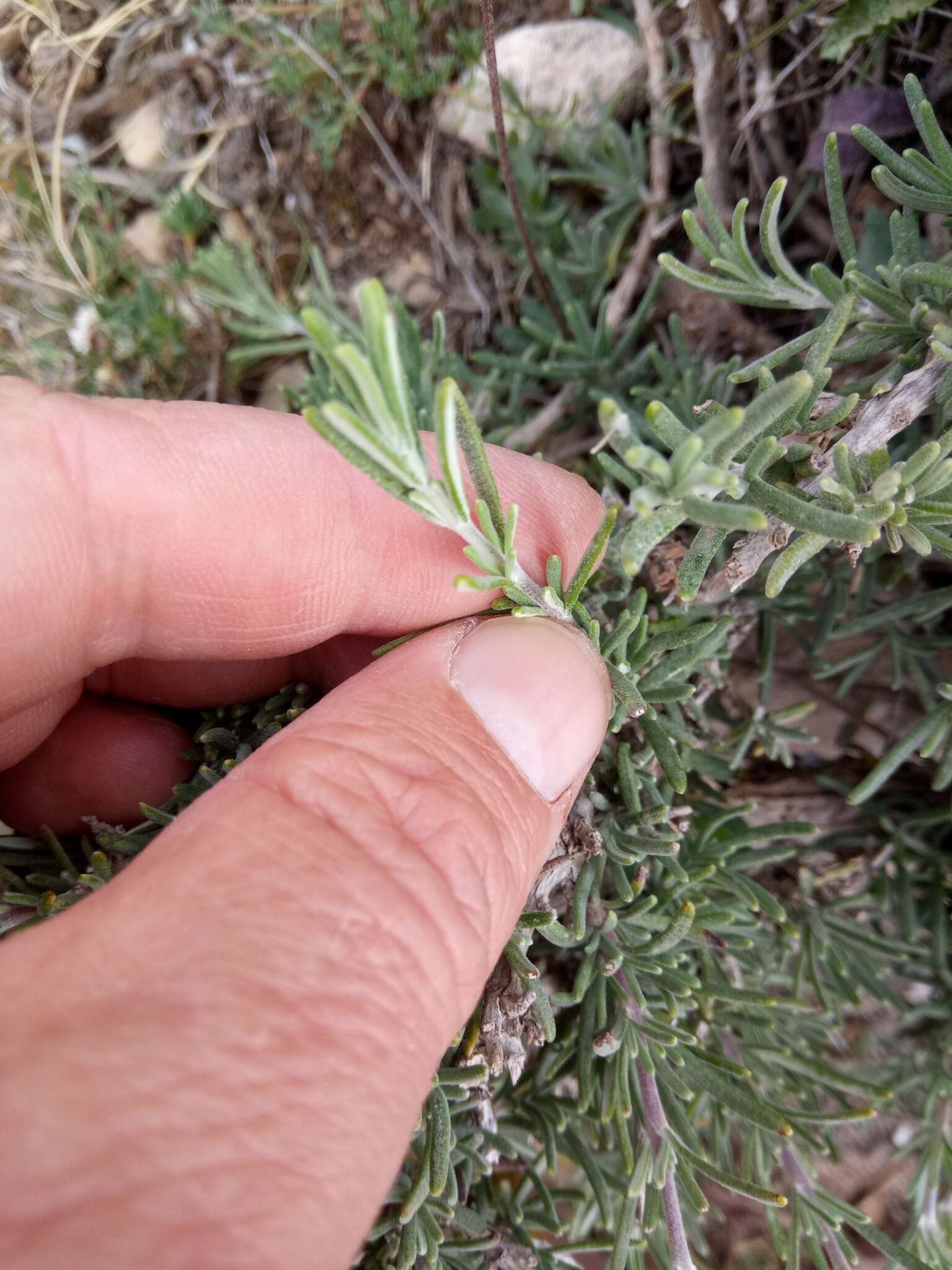 Imagem de Salvia jordanii