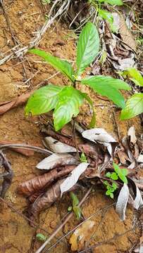 Image of Sabicea aspera Aubl.