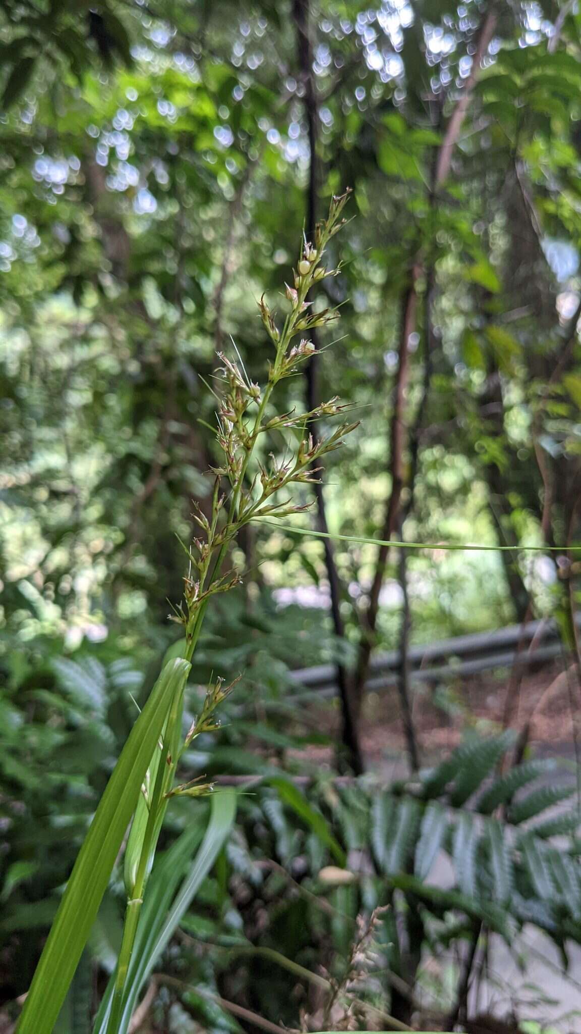 Image of Scleria terrestris (L.) Fassett