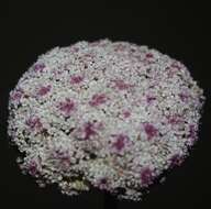 Слика од Daucus carota subsp. hispidus (Desf.) Heywood