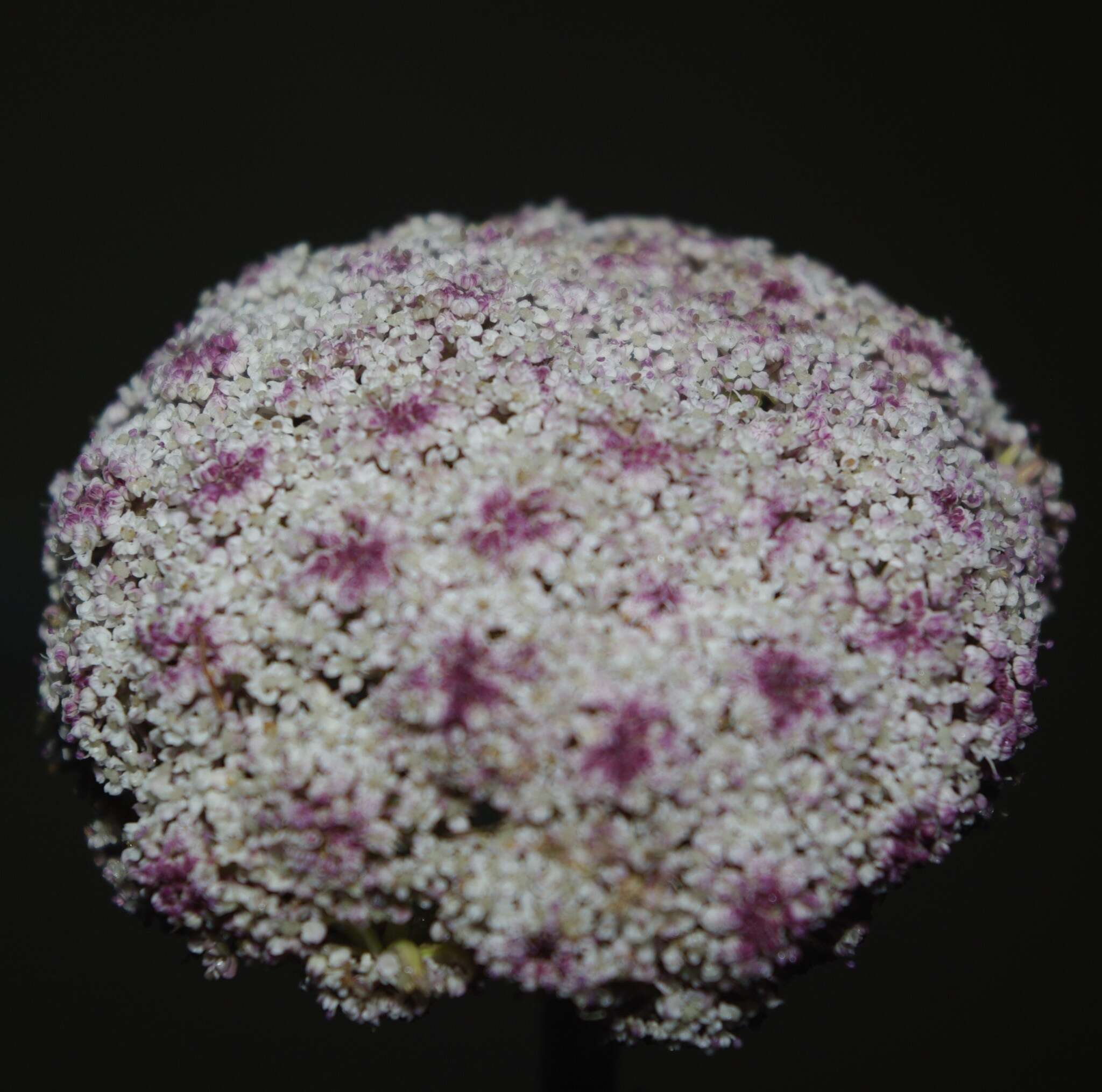 Image of Daucus carota subsp. hispidus (Desf.) Heywood