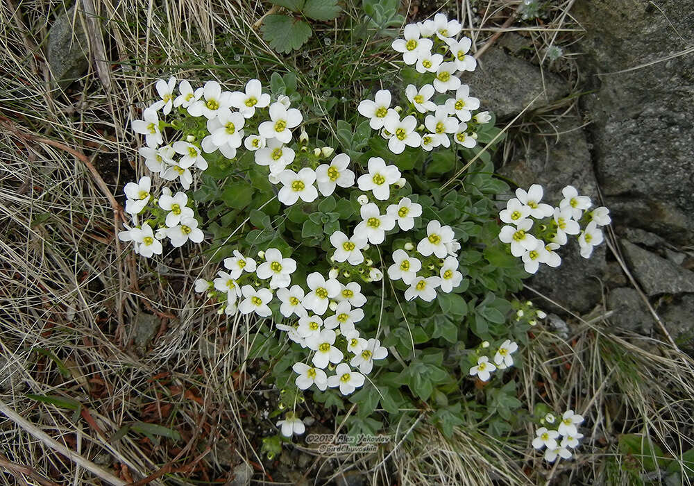 Image of boreal draba