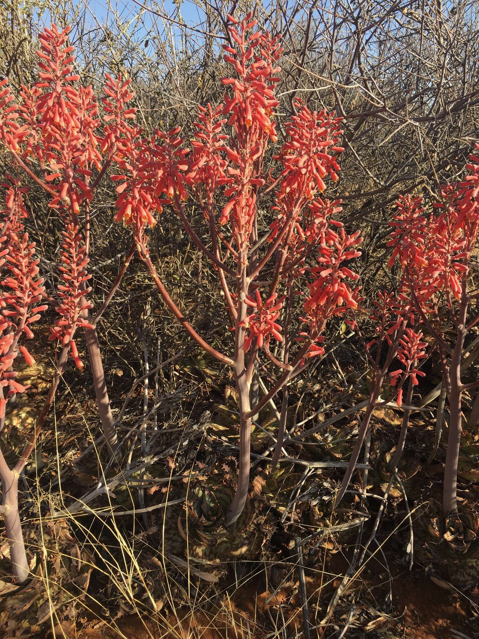 Aloe grandidentata Salm-Dyck resmi