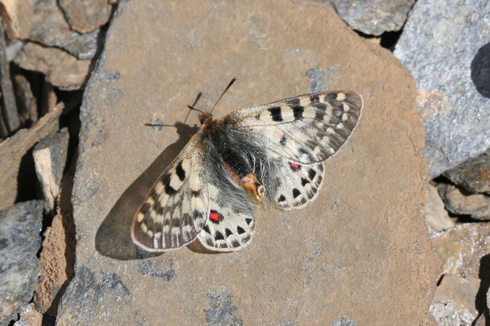 Image of Parnassius acco Gray (1853)