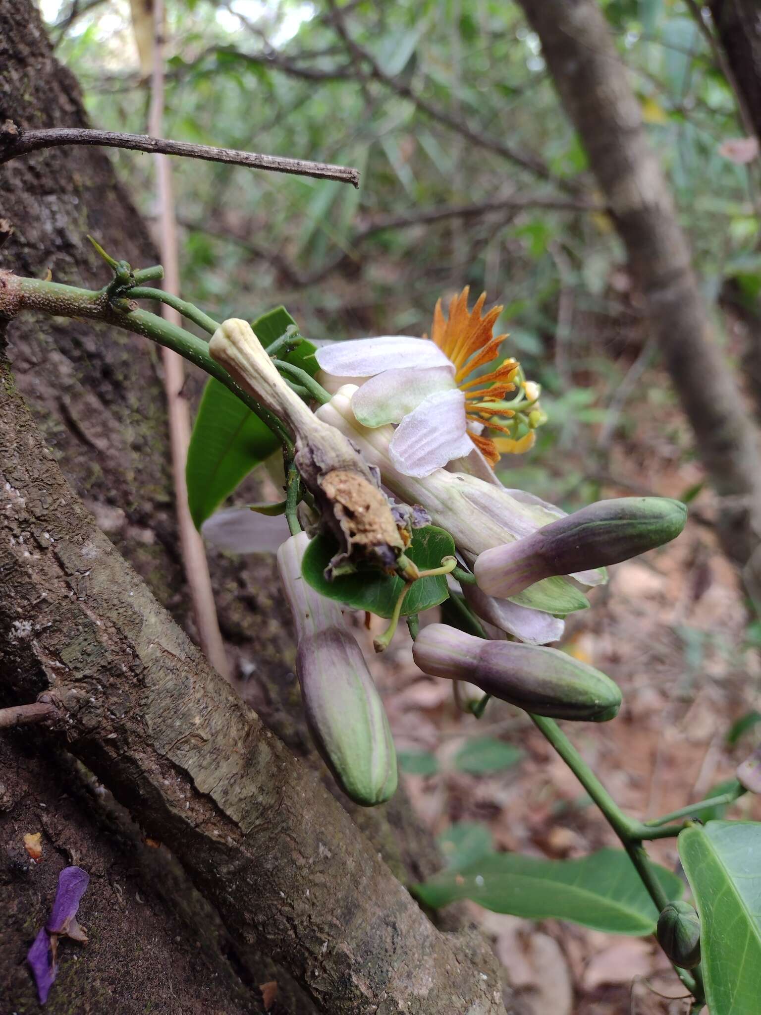 Passiflora cerradensis Sacco的圖片