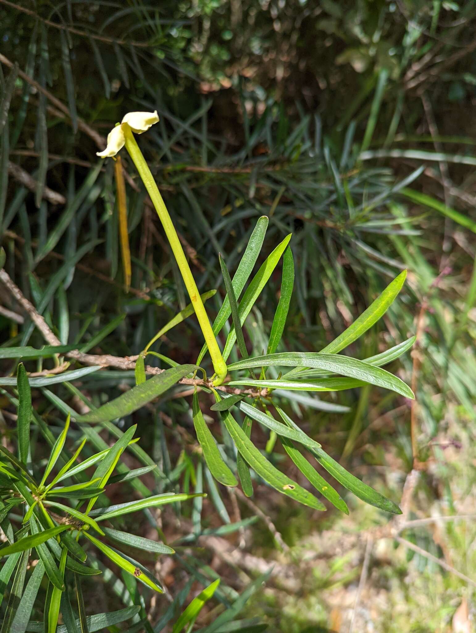 Brunfelsia densifolia Krug & Urb. resmi