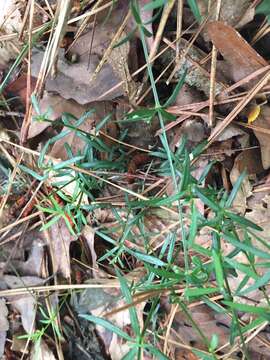 Plancia ëd Galium uniflorum Michx.