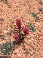 Plancia ëd Castilleja revealii N. H. Holmgren