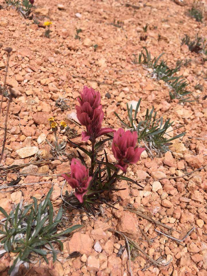 Plancia ëd Castilleja revealii N. H. Holmgren