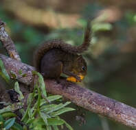 Image of Bolivian Squirrel