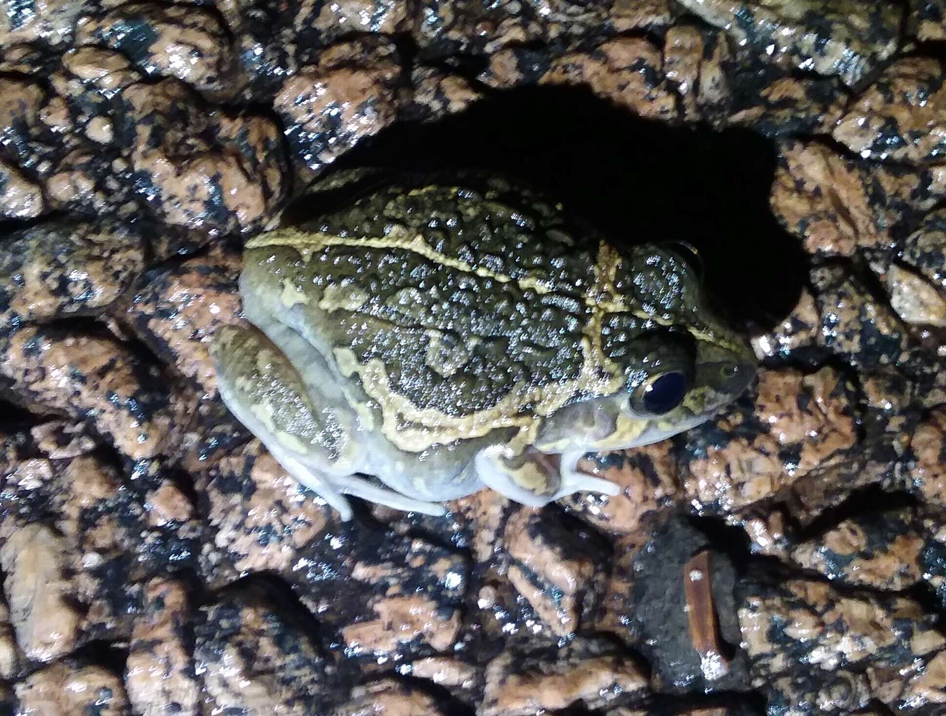 Image of Long-footed Frog