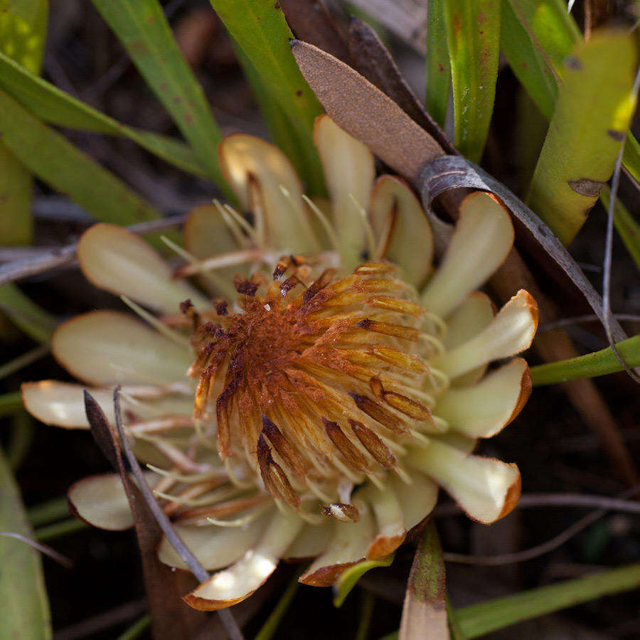 Imagem de Protea scabra R. Br.