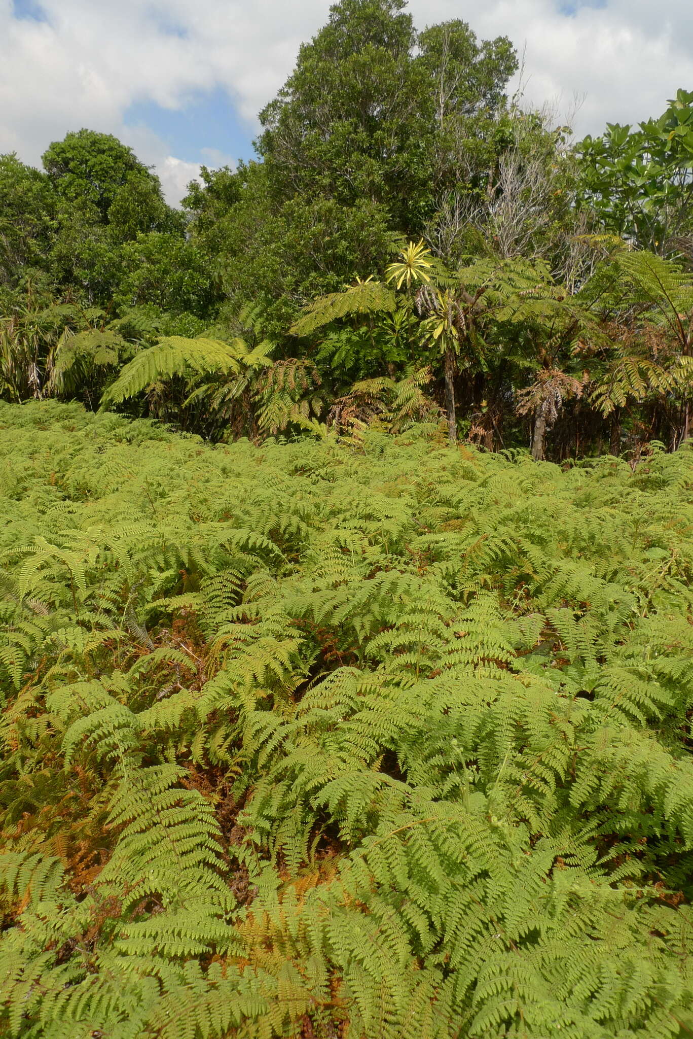 Image of Paesia rugosula (Labill.) Kuhn