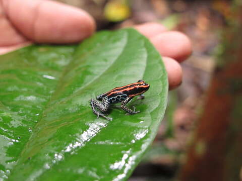 Image of Amazonian Poison Frog