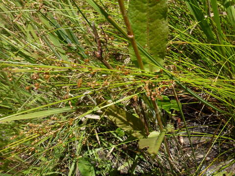 Image of Juncus pauciflorus R. Br.