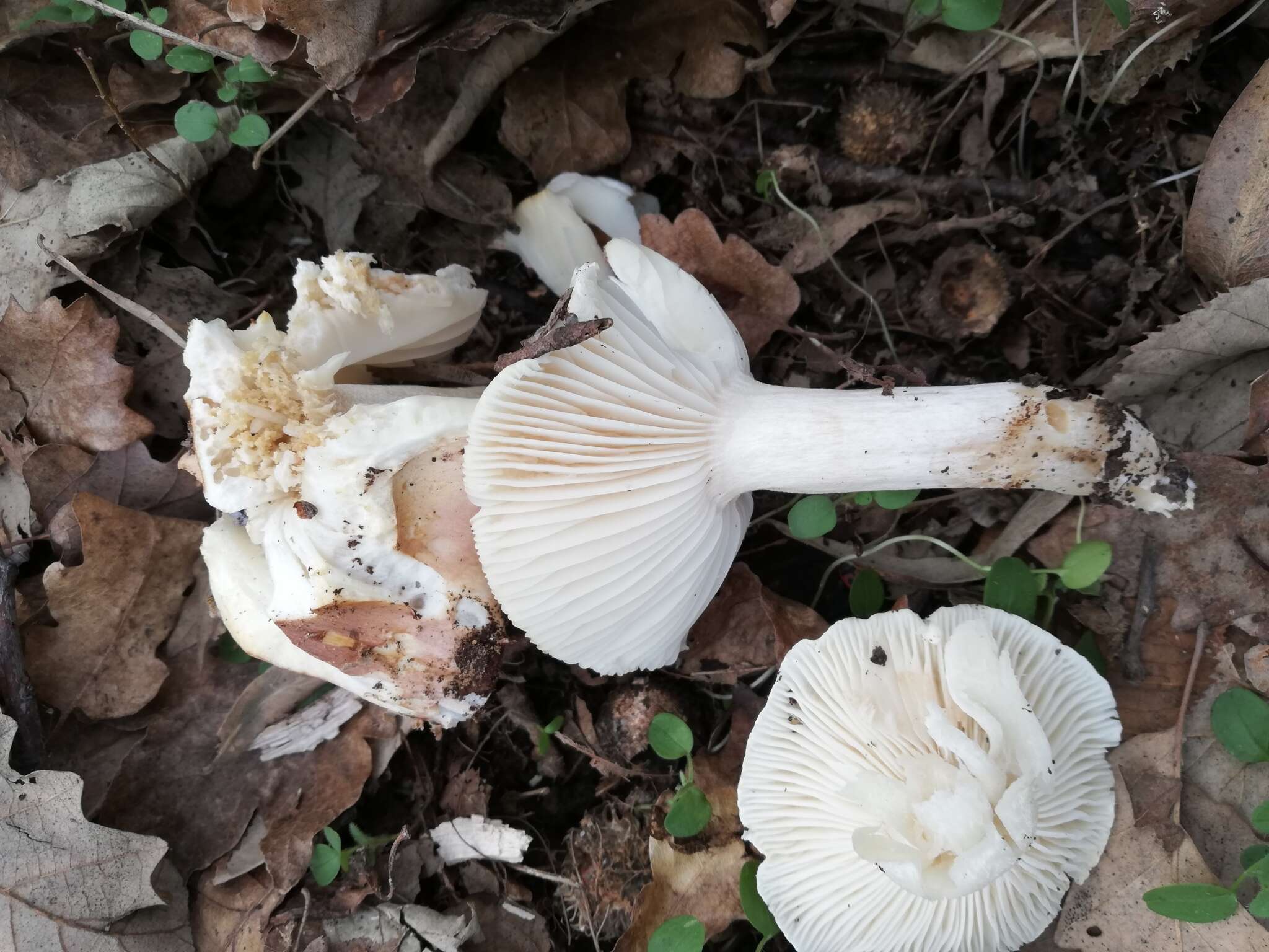 Image of Hygrophorus arbustivus Fr. 1836