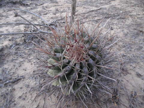 Ferocactus santa-maria Britton & Rose resmi