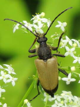 Image of Trigonarthris