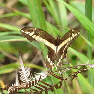 Image of Papilio paeon Boisduval 1836