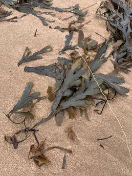 Image of toothed wrack