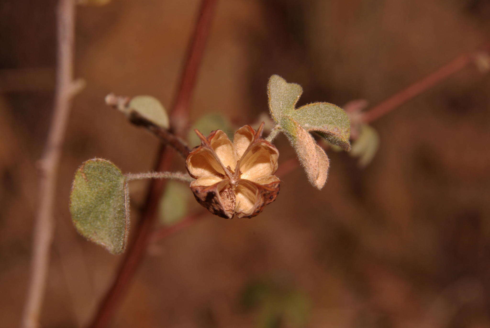 Image of Gossypium anomalum subsp. anomalum