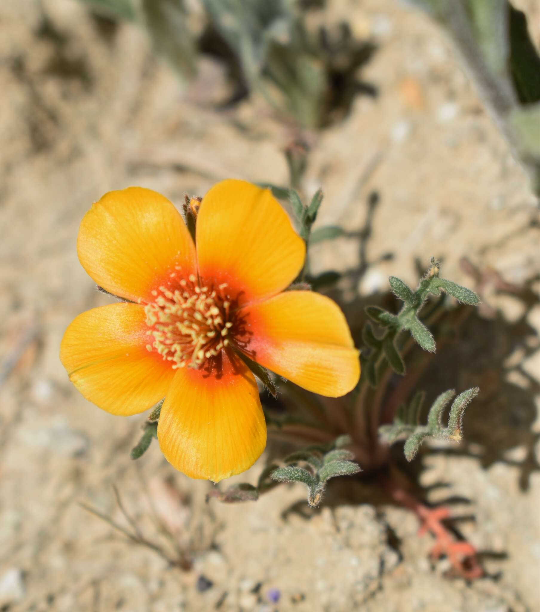 Image of San Joaquin blazingstar