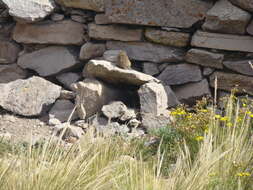 Image of common yellow-toothed cavy