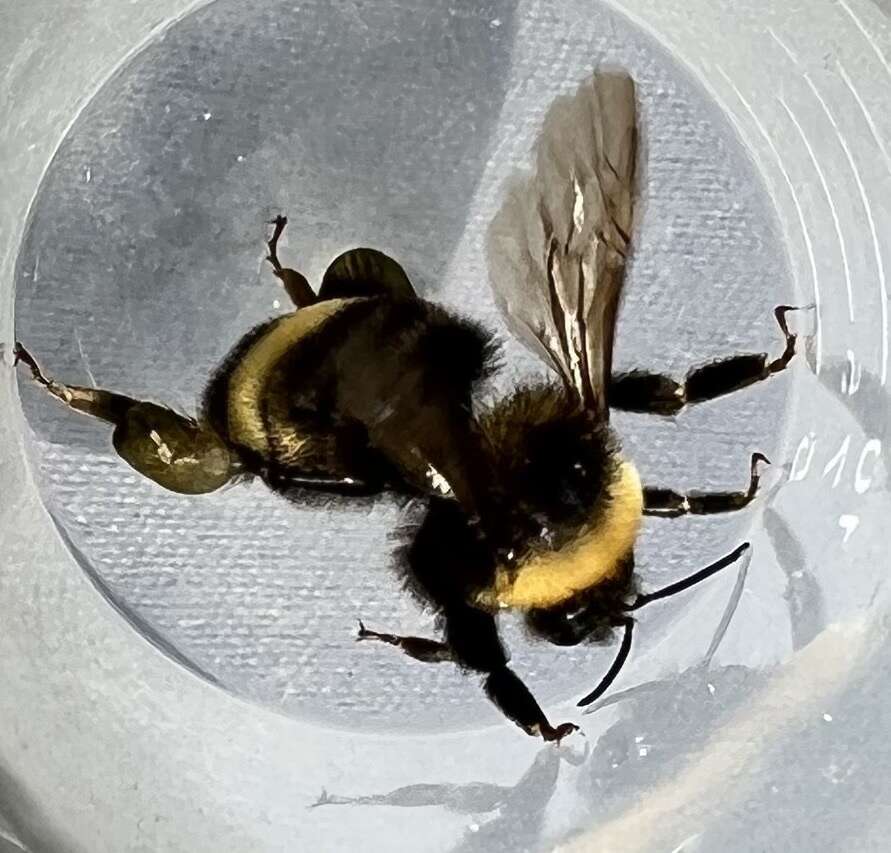 Слика од Bombus occidentalis occidentalis Greene 1858