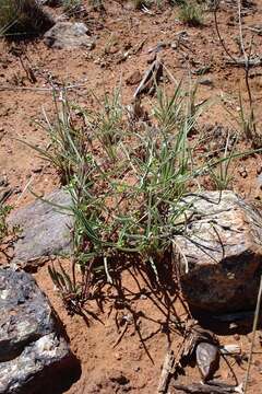 Image of Raphionacme velutina Schltr.