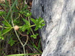 Image of Teucrium haenseleri Boiss.