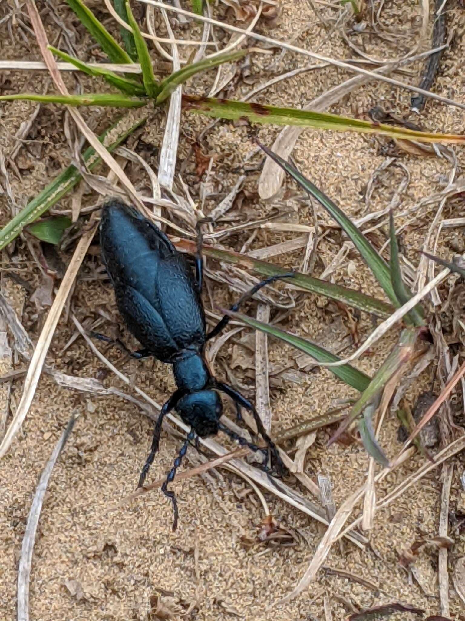 Image of Buttercup Oil Beetle