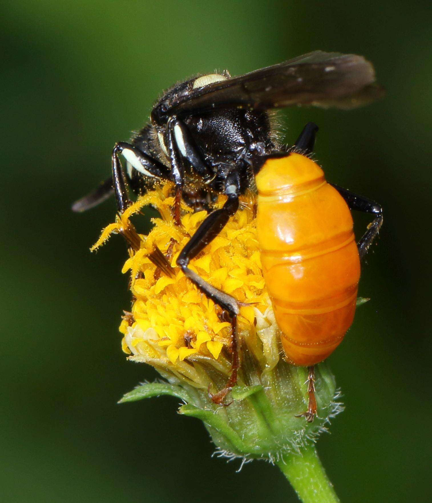 Imagem de Philanthus loeflingi Dahlbom 1845