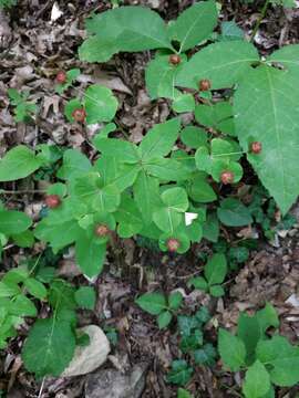 Image of Euphorbia squamosa Willd.