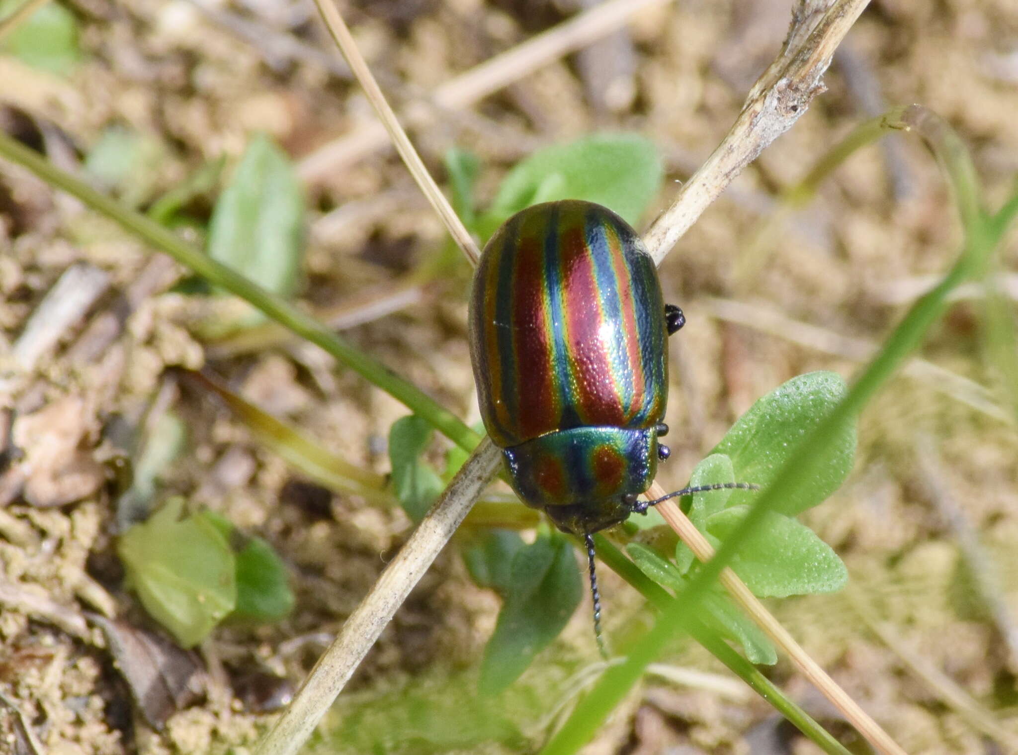 Image of Chrysolina cerealis (Linnaeus 1767)