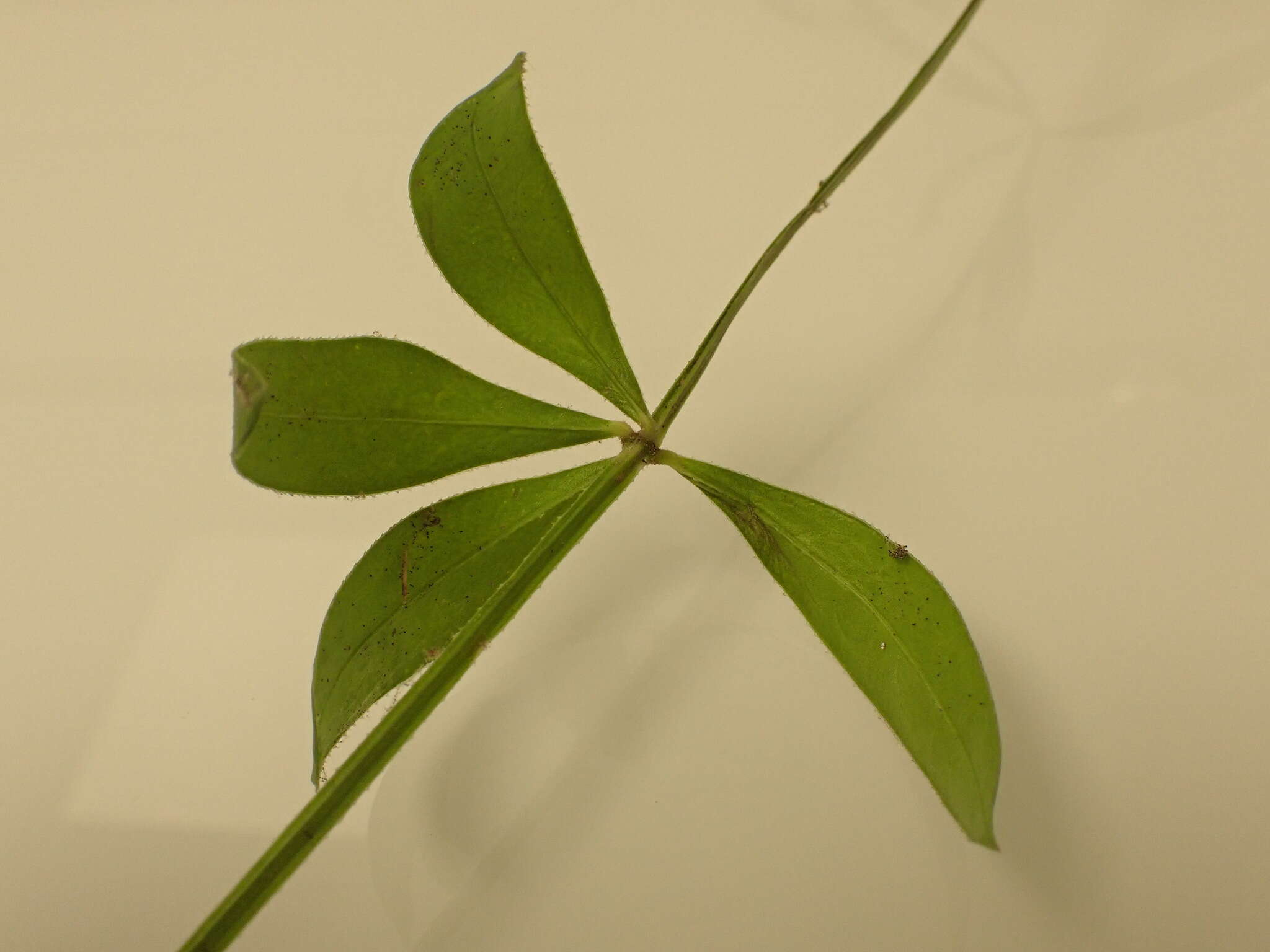 Image of <i>Rubia <i>peregrina</i></i> subsp. peregrina