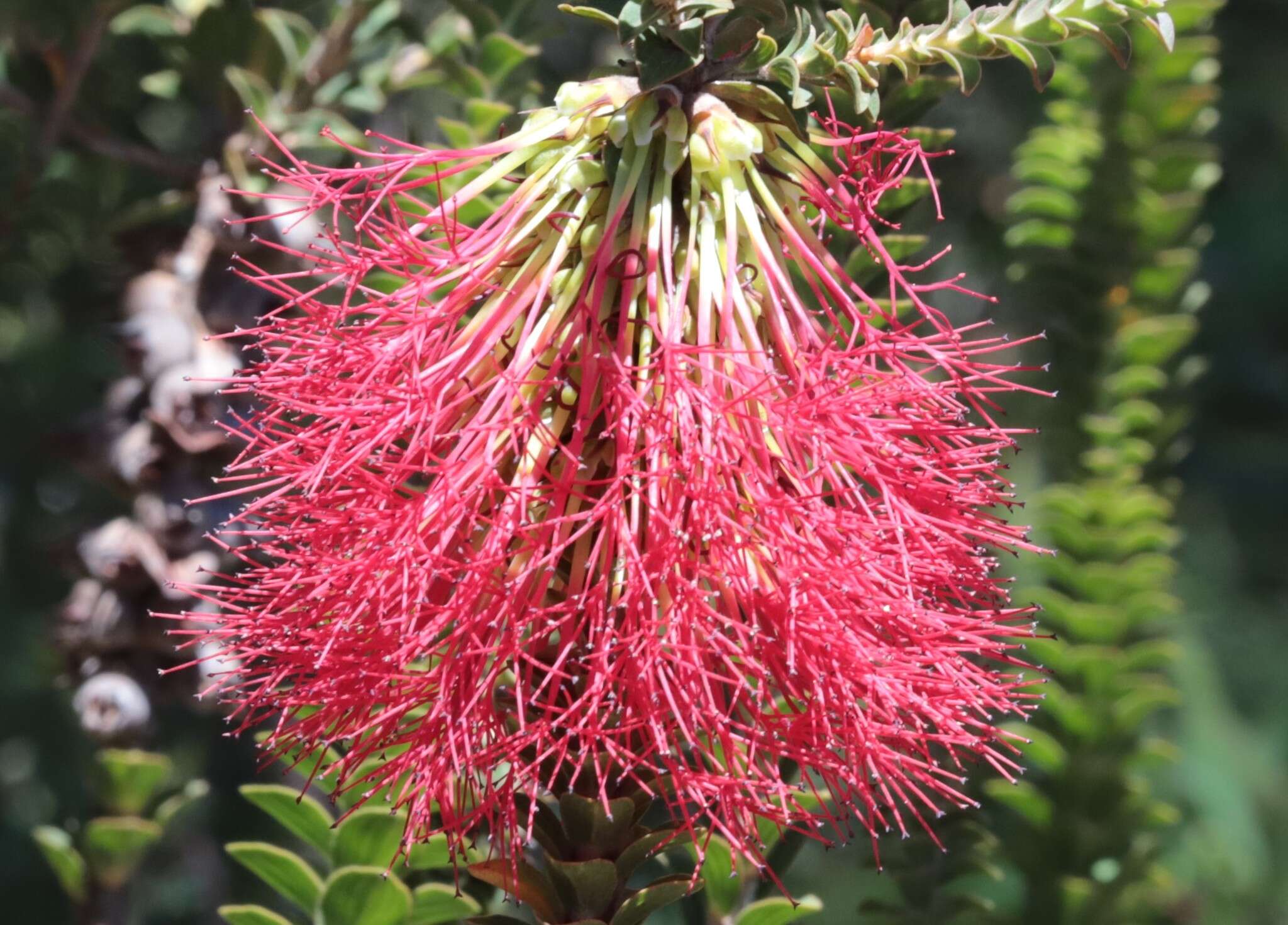 Image of Melaleuca transversa Craven & R. D. Edwards