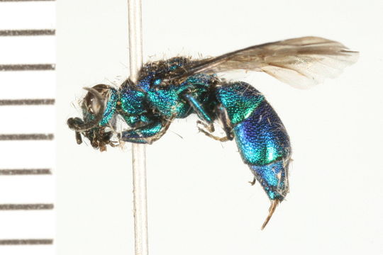 Image of <i>Chrysis impressa</i>
